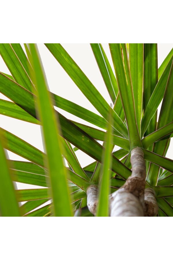 Hydroplante Dracaena Marginata