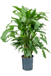 Hydroplant Caryota Mitis