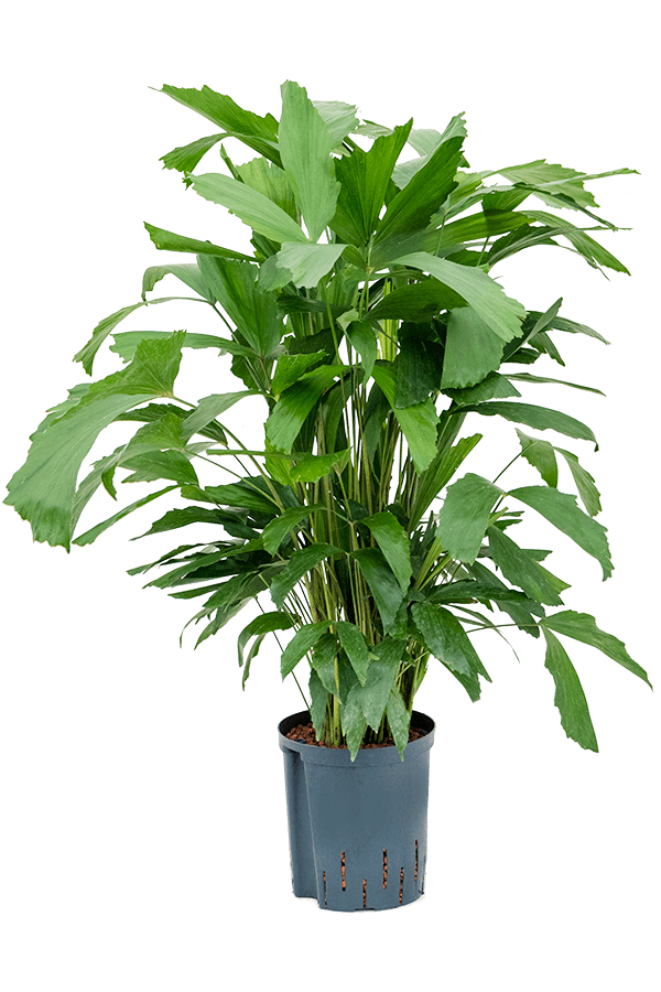 Hydroplant Caryota Mitis