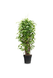 Dracaena Surculosa Buisson XXXL