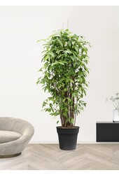 Dracaena Surculosa Buisson XXXL