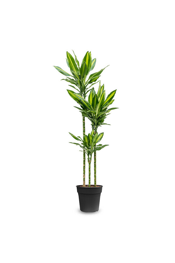 Dracaena Cintho Carroussel L