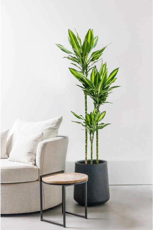 Dracaena Cintho Carroussel L