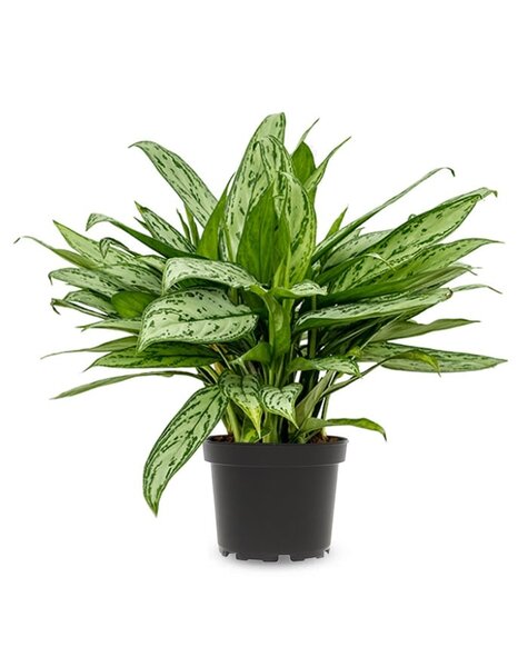 Aglaonema