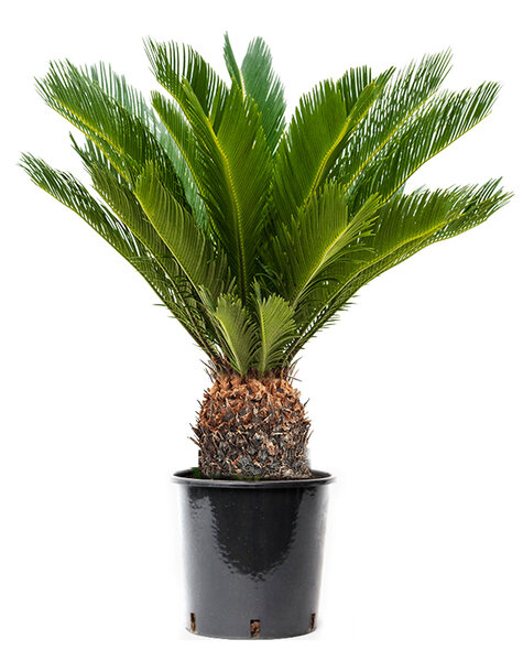 Cycas