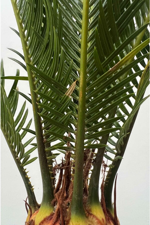 Cycas Revoluta XL