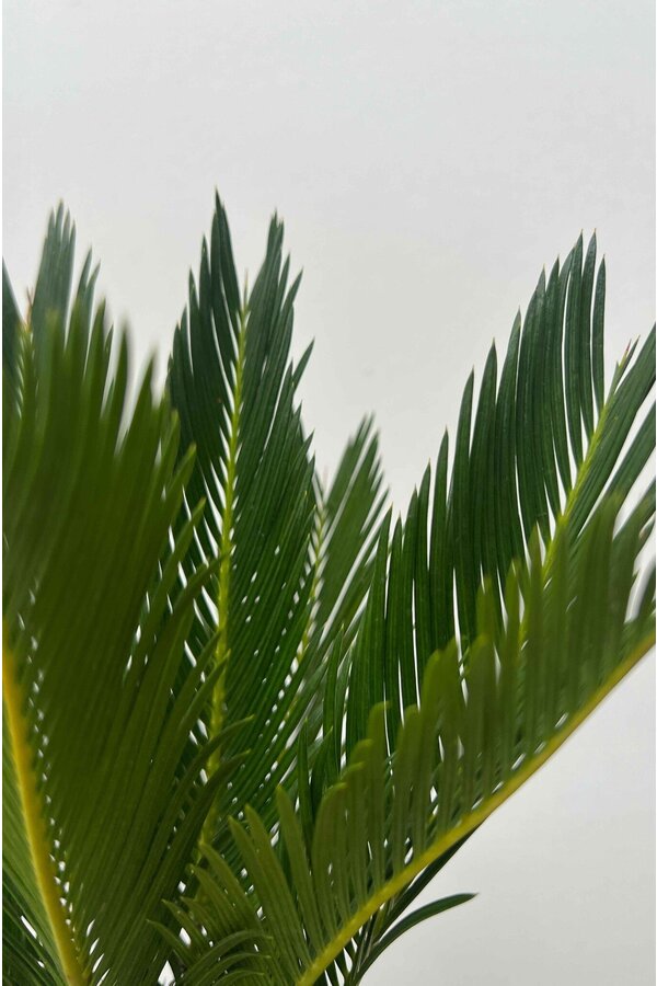 Cycas Revoluta XL