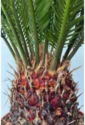 Cycas Revoluta XL
