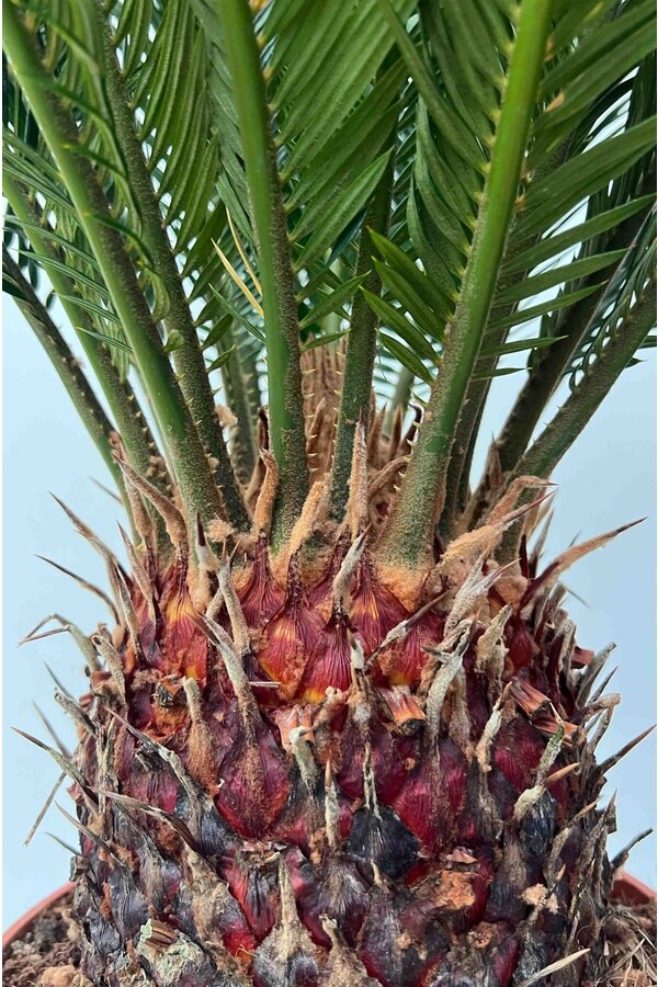 Cycas Revoluta XL