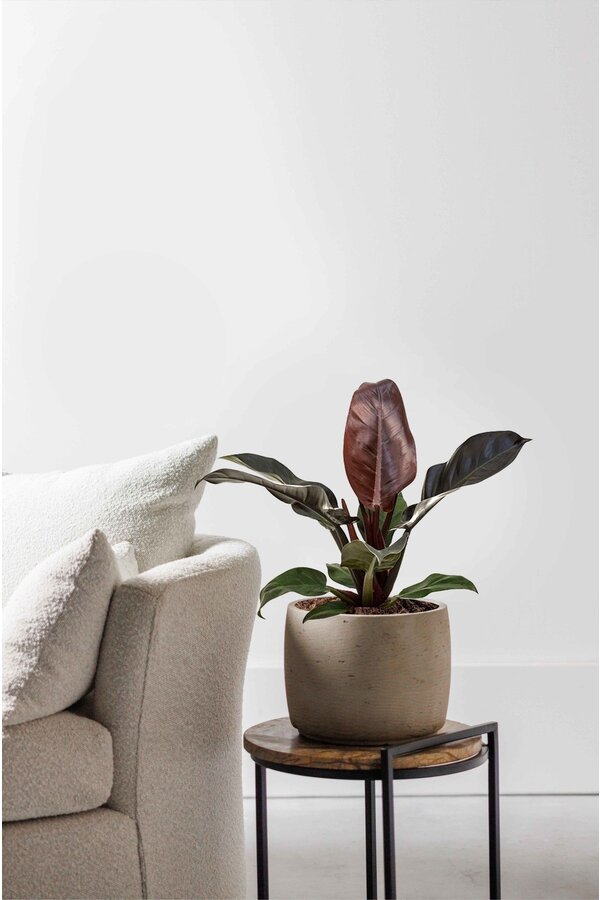 Philodendron Imperial Red M