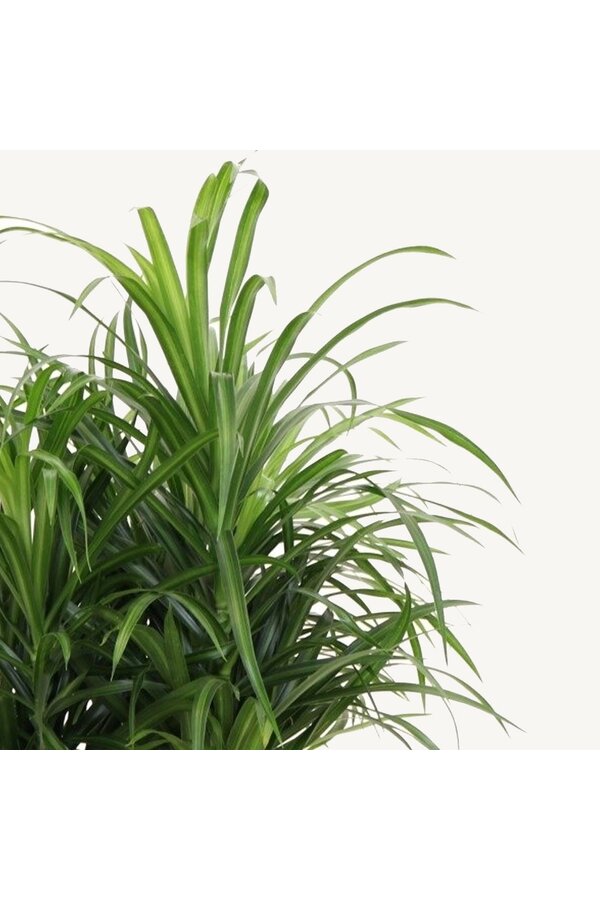 Dracaena Anita Variegata vertakt XL
