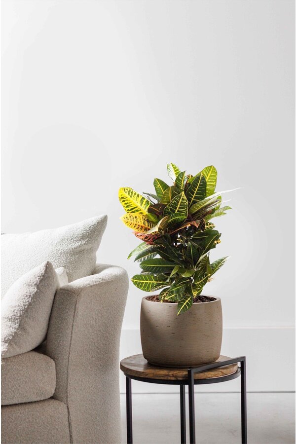Croton arbuste merveilleux petra S