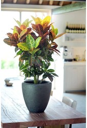 Croton arbuste merveilleux petra S