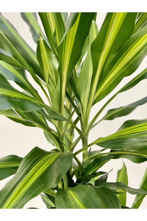 Dracaena Cintho Carroussel XL