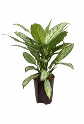 Hydroplante Aglaonema silver king