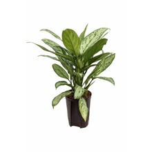 Hydroplante Aglaonema silver king