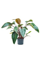 Philodendron Red Beauty XL