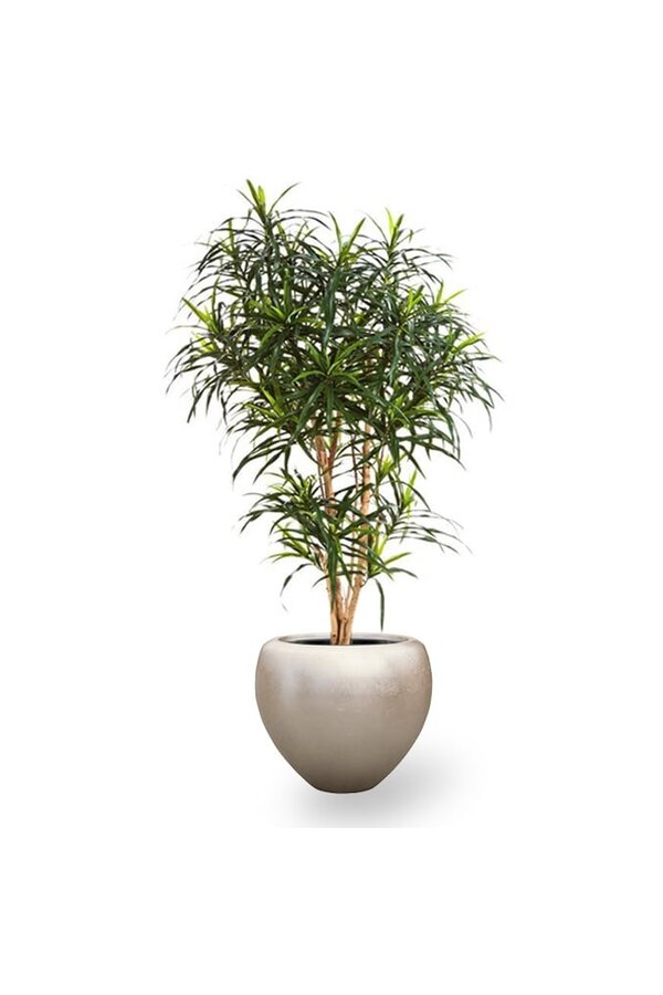 Kunstplant dracaena in Couple Champagne