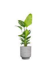 Strelitzia in Tale Pot