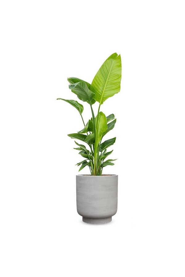 Strelitzia in Tale Pot