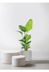 Strelitzia in Tale Pot