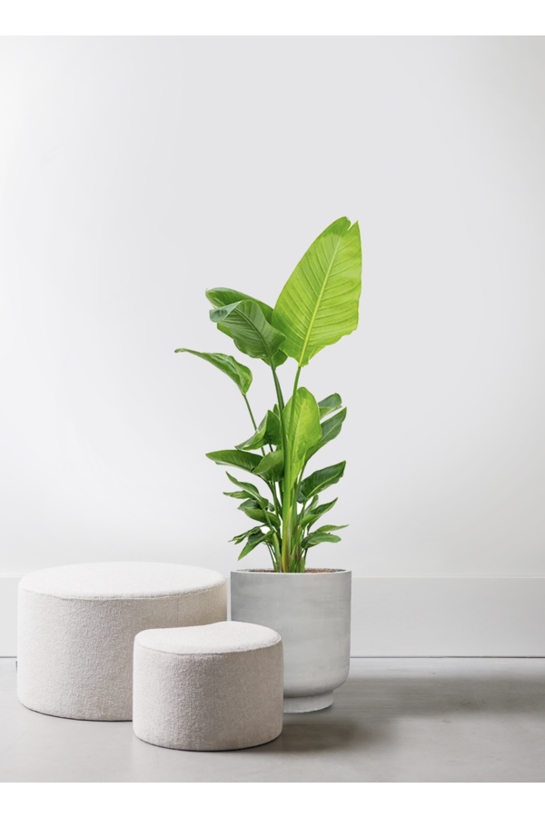 Strelitzia in Tale Pot