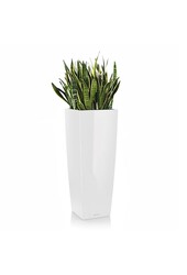 Sansevieria dans Alto à réserve d'eau