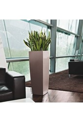 Sansevieria in Zelfwatergevende Alto