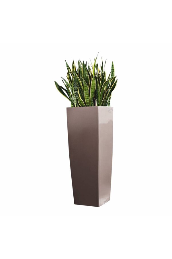 Sansevieria dans Alto à réserve d'eau