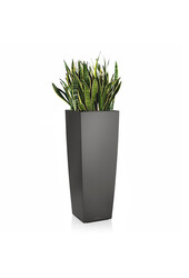 Sansevieria in Zelfwatergevende Alto