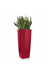 Sansevieria in Zelfwatergevende Alto