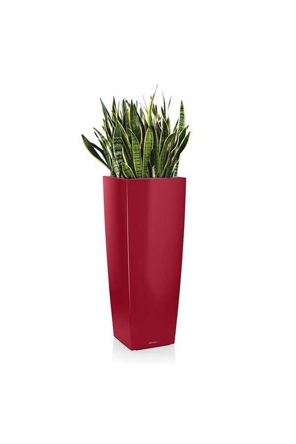 Sansevieria in Zelfwatergevende Alto