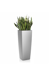 Sansevieria dans Alto à réserve d'eau