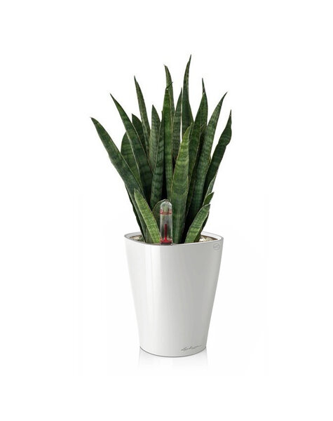 Lechuza Lechuza | Sansevieria