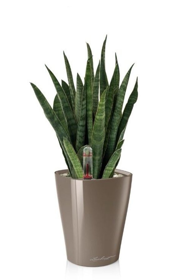 Sansevieria Kirkii dans un Deltini à réserve d'eau