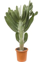 Opuntia