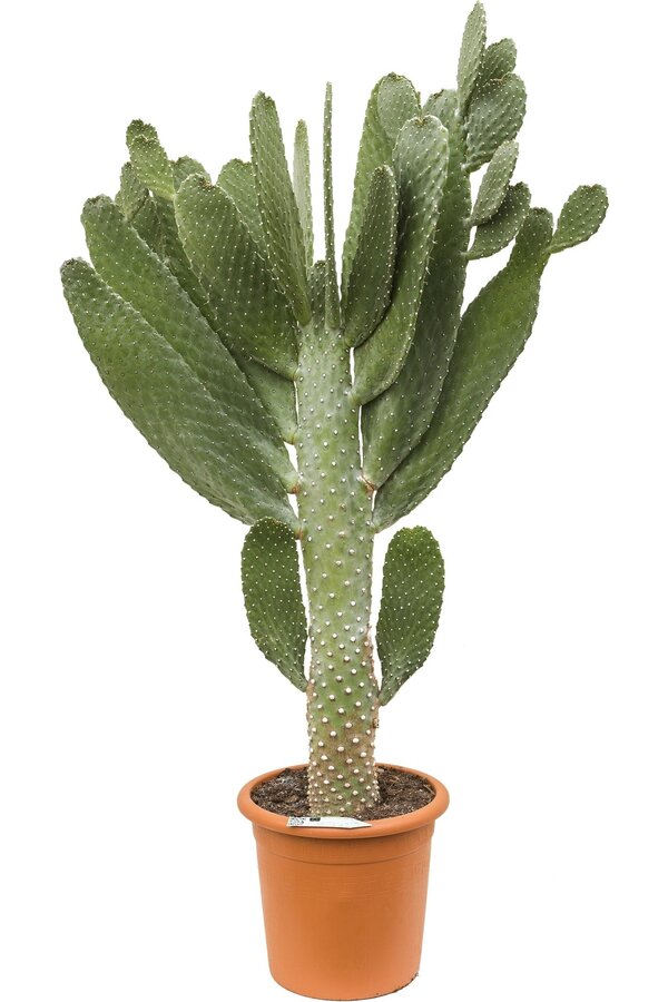 Opuntia