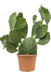 Opuntia