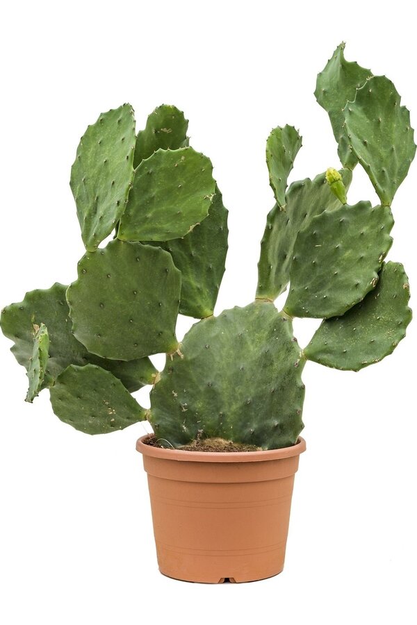 Opuntia