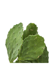 Opuntia