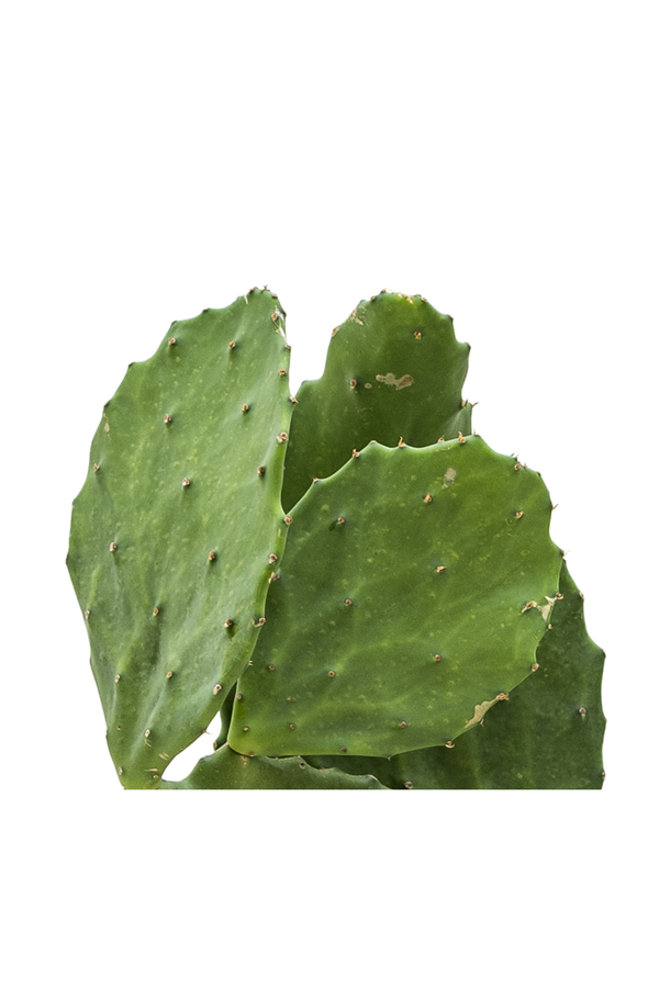 Opuntia