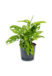 Hydroplante Monstera obliqua