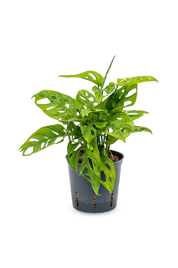 Hydroplante Monstera obliqua