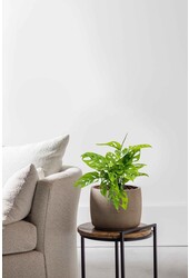 Hydroplante Monstera obliqua