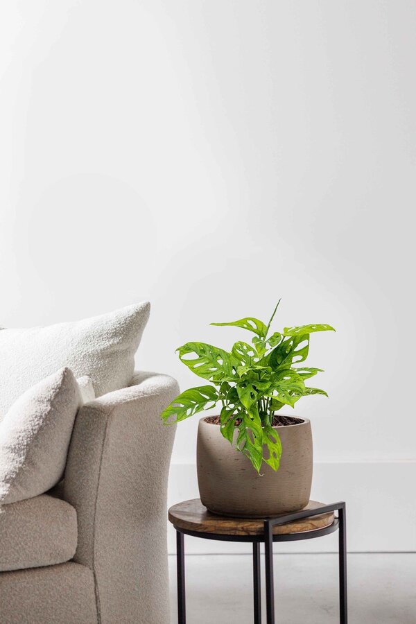 Hydroplante Monstera obliqua