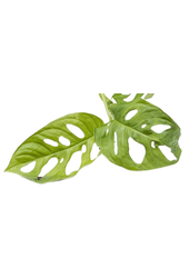 Hydroplante Monstera obliqua