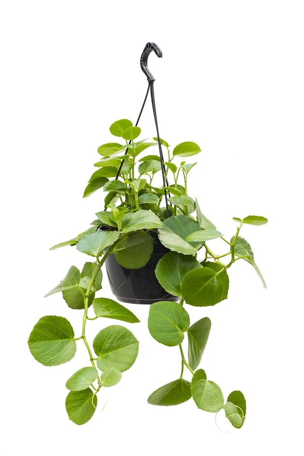 Cissus Rotundifolia