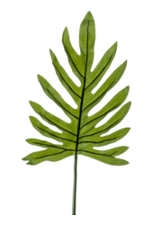 Feuille de Philodendron