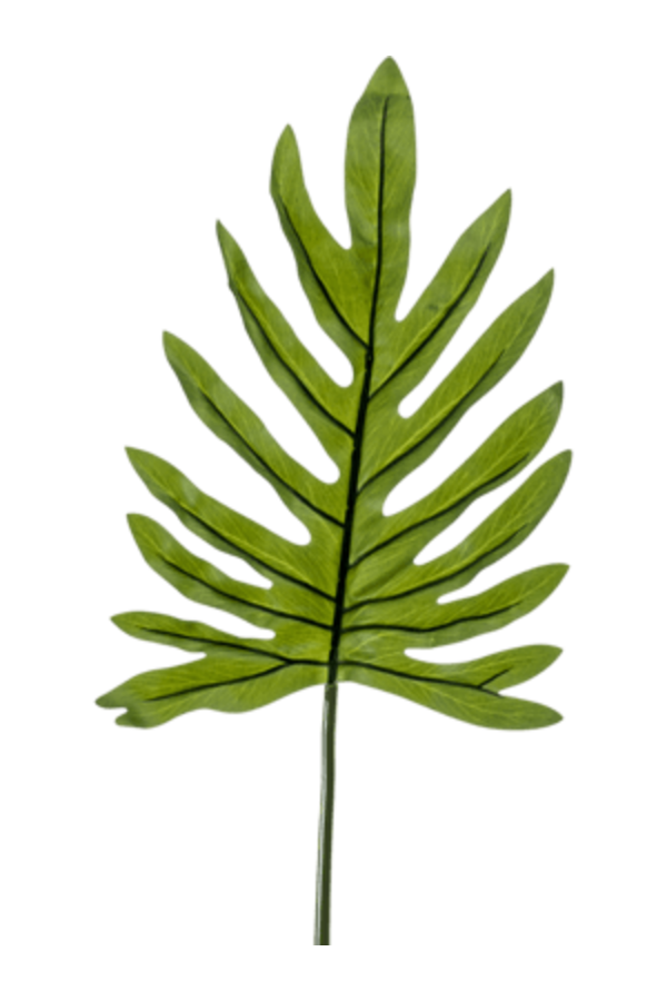 Feuille de Philodendron