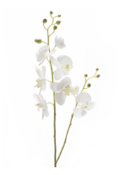 Phalaenopsis branche artificielle blanche L